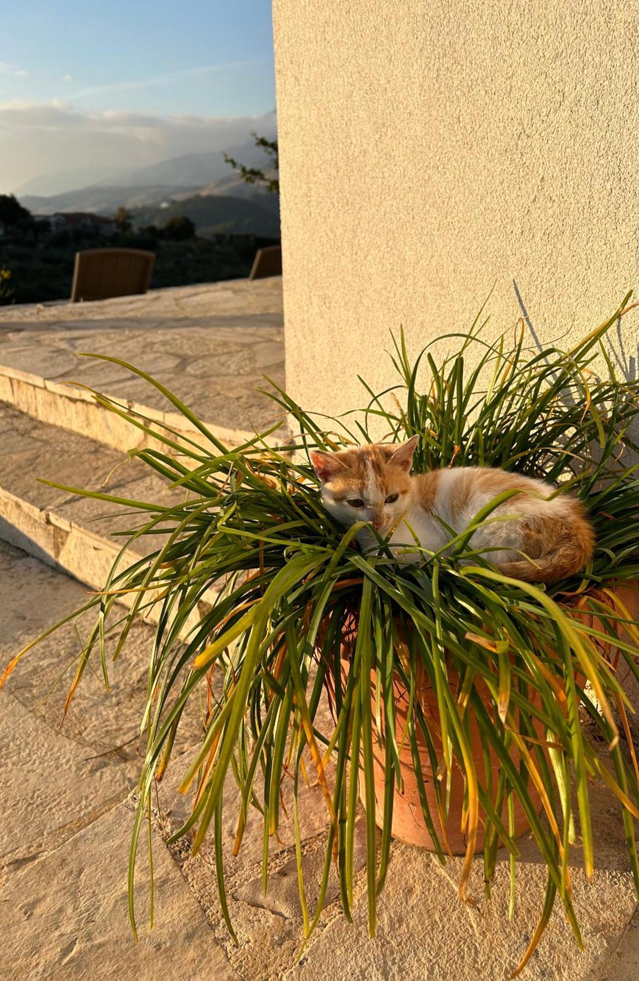 On The Hill - By Filikuri Himare
